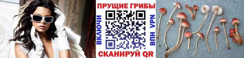 mega   Аргун  Псилоцибиновые грибы Psilocybe 